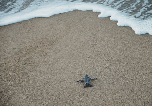 מתן מומחה לצבים: מה הם אוכלים באמת?