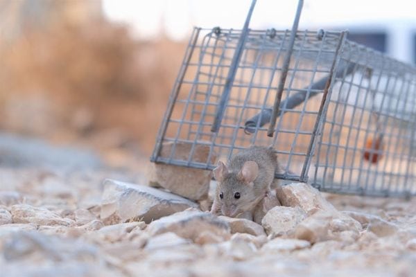 בניית מלכודת עכברים: איזה מזון לשים?