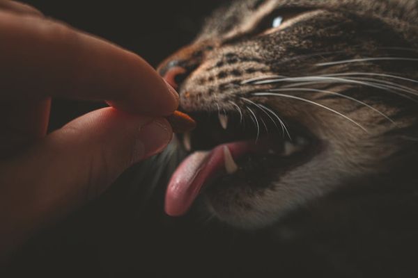 מנחה מקצועית: איך להאכיל גורי חתולים