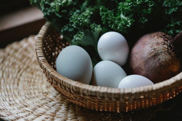 מומחה בתזונה התרנגולתית: איזה מזון מתאים לתרנגולות שלך