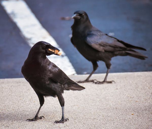 מה אכל העורב: פרספקטיבה מקצועית
