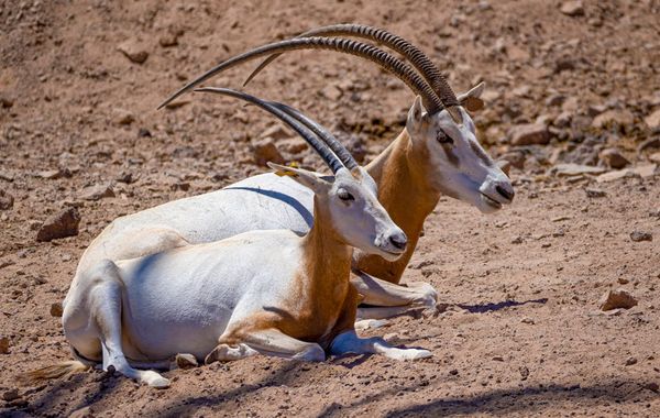 מומחה להפשרת בשר טחון: כמה זמן נדרש?