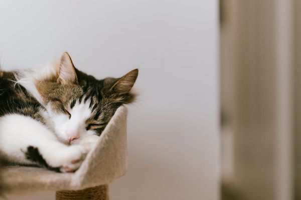 מסעדות שתפקידן לשוב לאורח חיים רגיל אחרי תשעה באב